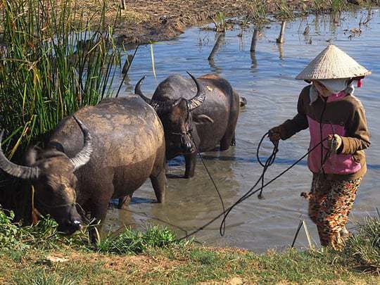 Vietnamese countryside